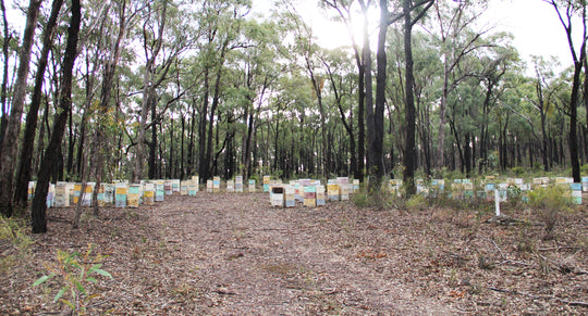 Bees among the Ironbarks